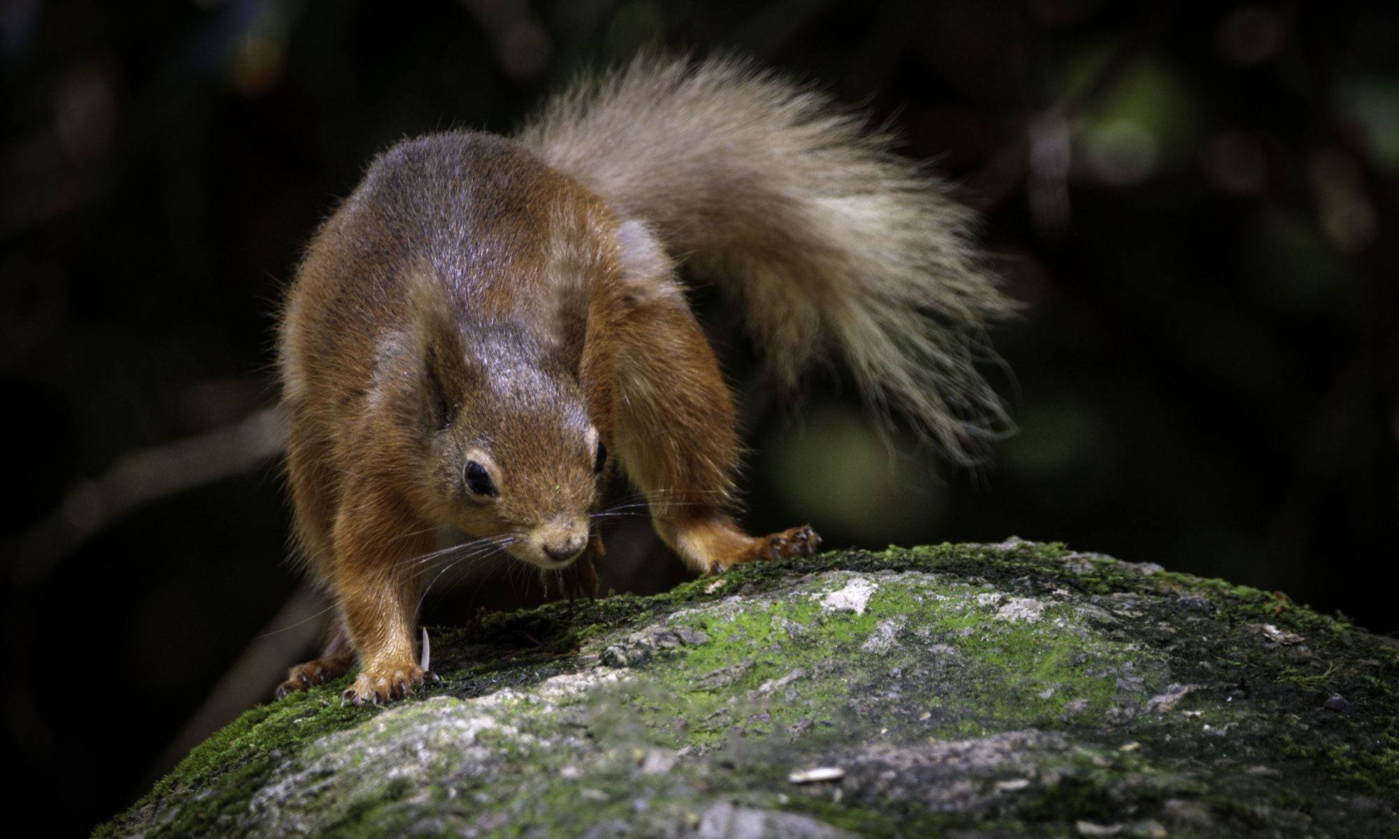 Red Squirrel