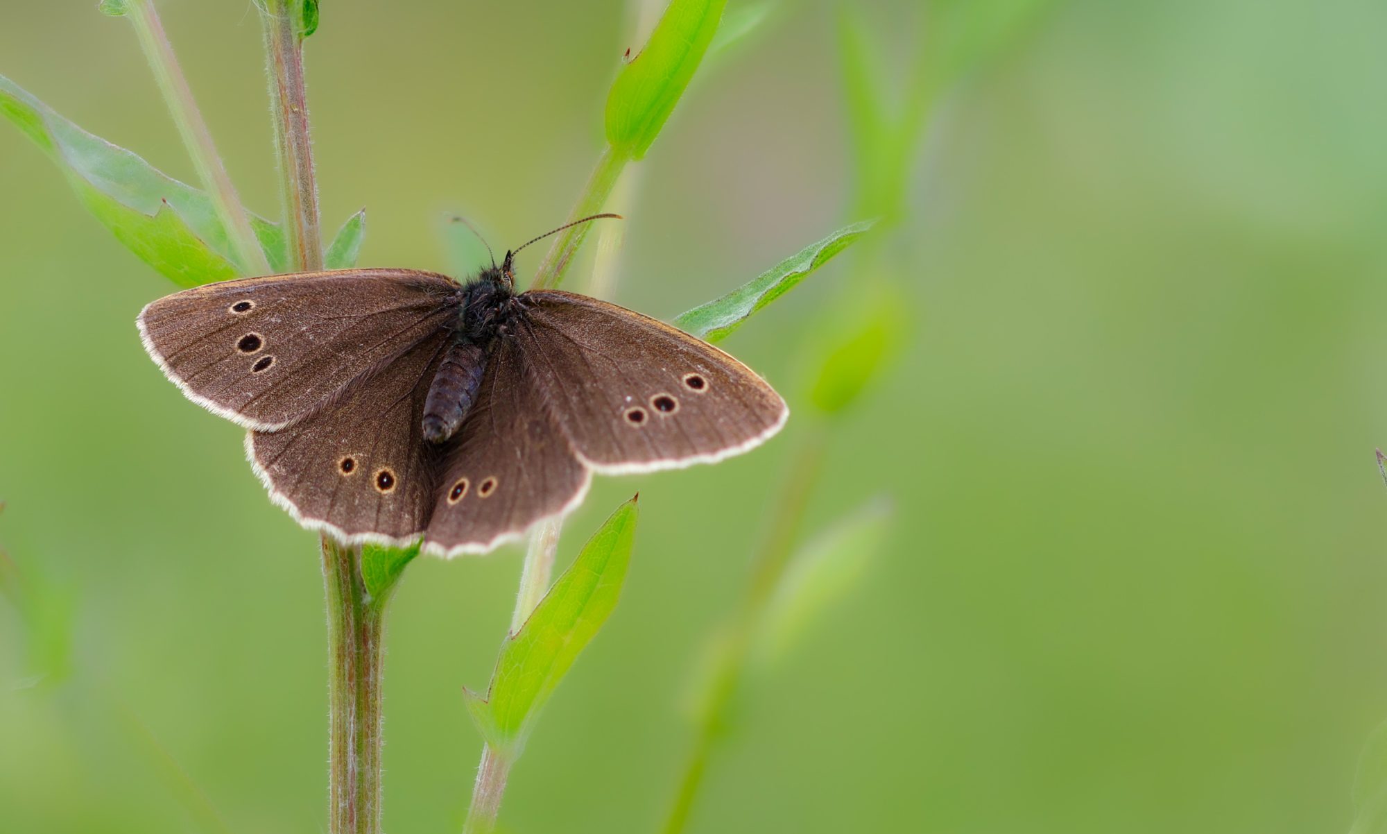 Ringlet